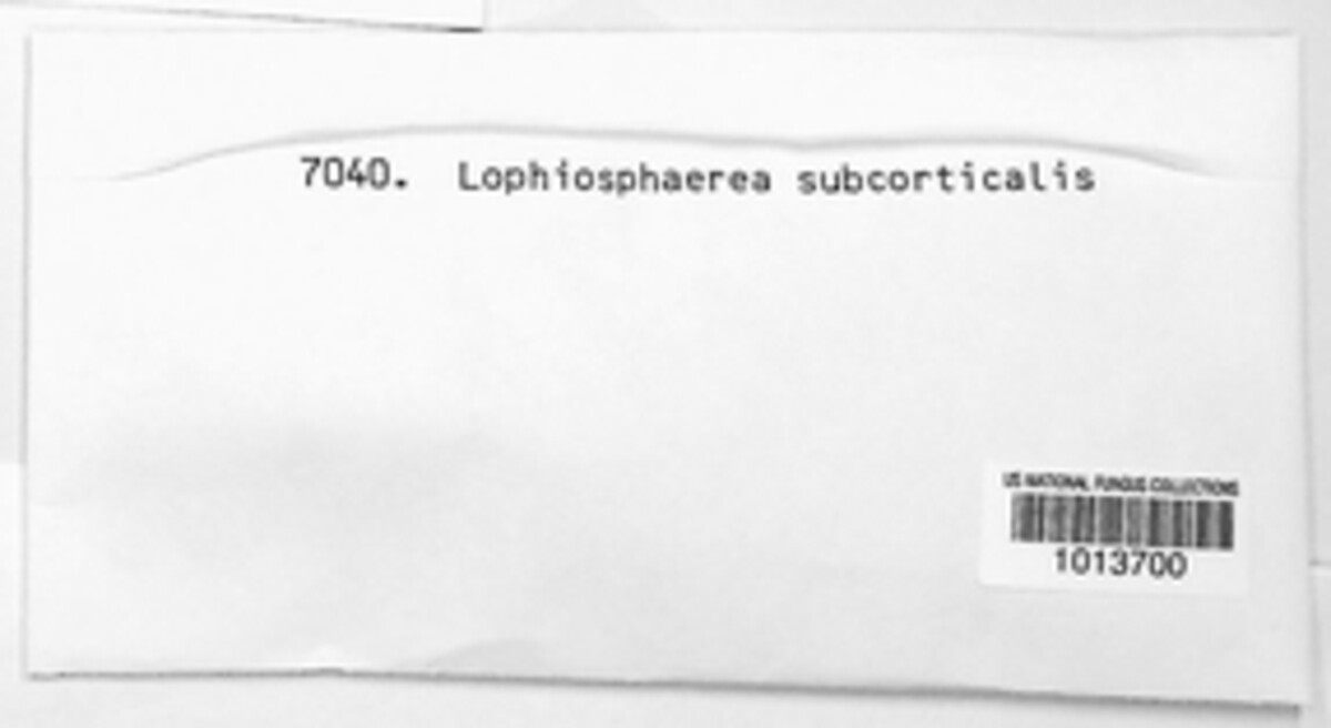 Lophiosphaera subcorticalis image